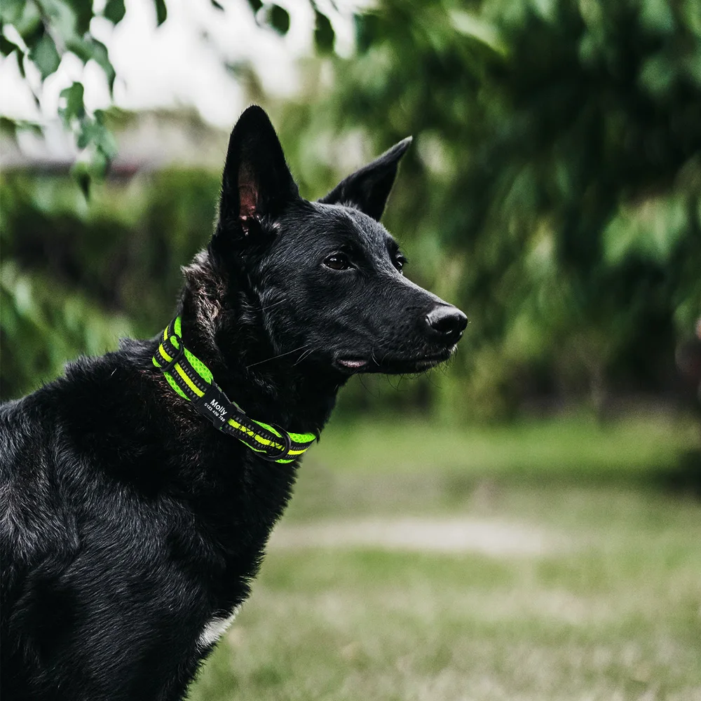 Adjustable Reflective Engraved Dog Collar Breathable Mesh Dog Collar Puppy Small Medium Large Unisex Pet Collar Custom Dog Tag