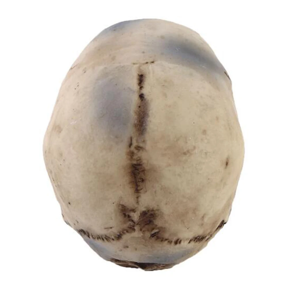 2pcs Realistic Replica Human Skull Resin Skull Skeleton Head 