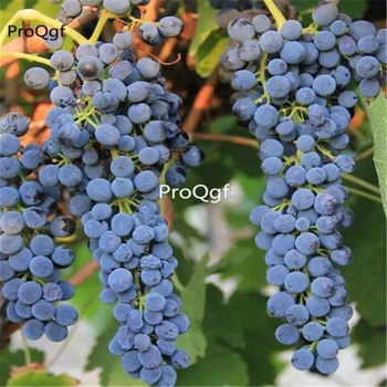

Ngryise 3000Pcs A Set syrah grape