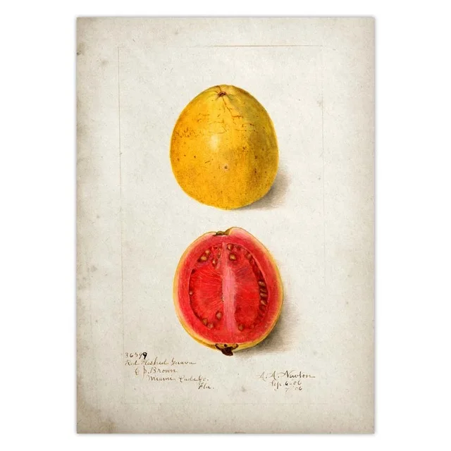 Fruit-Kitchen-Poster-Vintage-Poster-Antique-Print-Pear-Apple-Orange-Pineapple-Wall-Art-Decorative-Picture-Painting.jpg_.webp_640x640 (7)