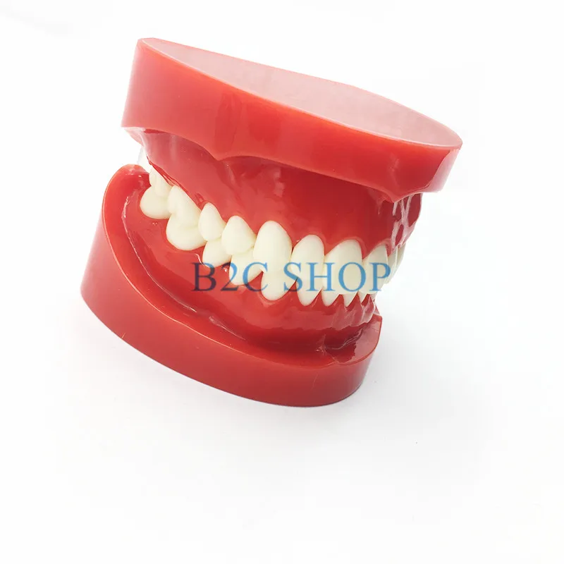  Dental Prosthesis Teeth Model Jaw Standard Typodont Demonstration Denture Teaching Model Dental Sim - 32883320306