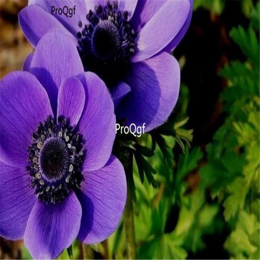 Ngryise 500 шт набор Anemone cathayensis