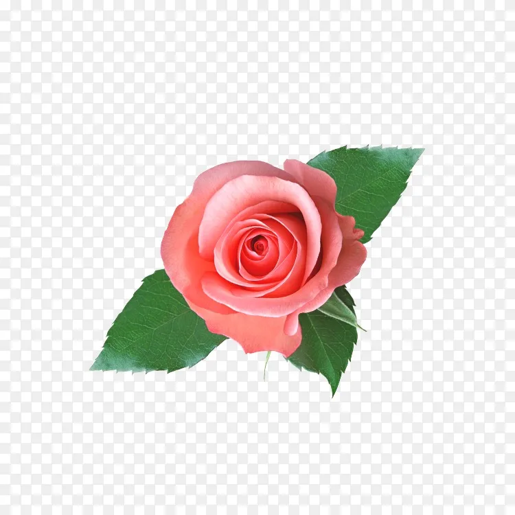 淘宝价格天竺葵化妆品 薄荷花png图片素材免费下载 图片编号 Png素材网