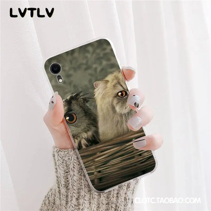 Lama Llama Alpacas Animal