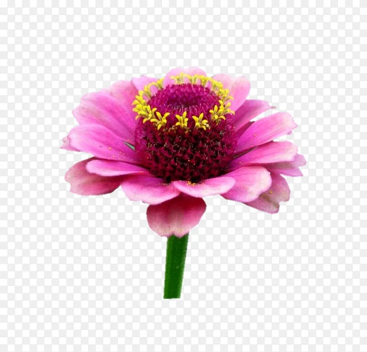 兰花菊花园宇宙切花菊花粉红色m 菊花png图片素材免费下载 图片编号 Png素材网