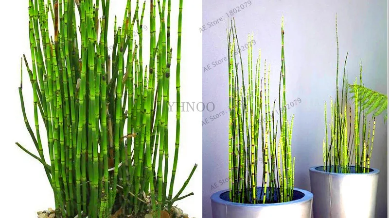 60 шт. Свежие Бамбуковые растения Moso 99% Bambu Bambusa Lako Tree Plantas DIY домашние садовые украшения бонсай дом