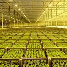 E27 светодиодный 150 Вт теплица лампа роста растений лампа прочный новое поступление