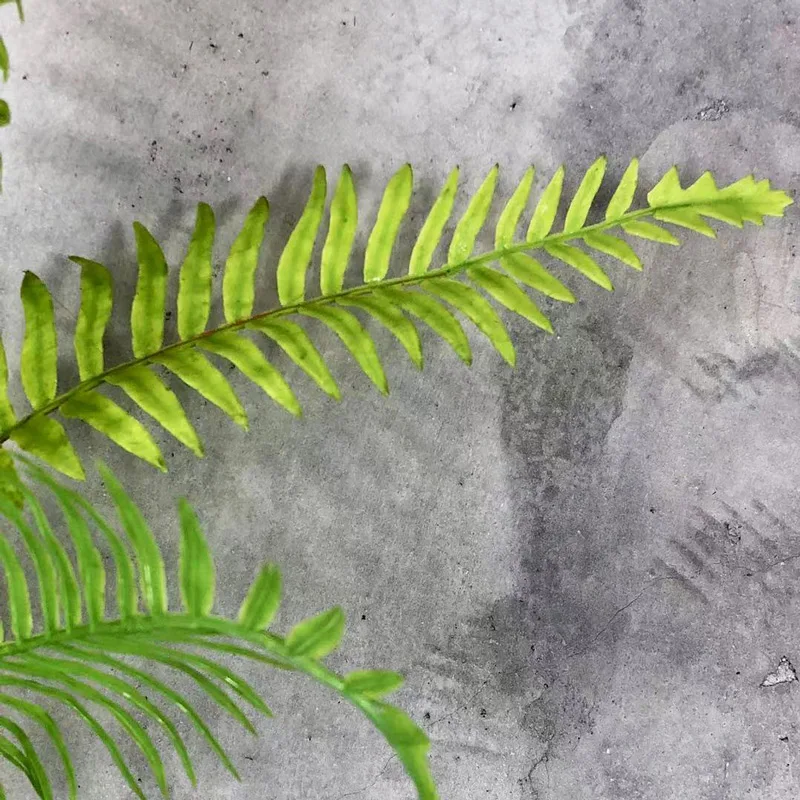 9567586098_1258068376