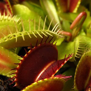 Акция только сегодня!$0,6 получить 2000 шт Dionaea muscipola гигантский зажим Венера Flytrap Сад бонсай растения Цветок Флорес