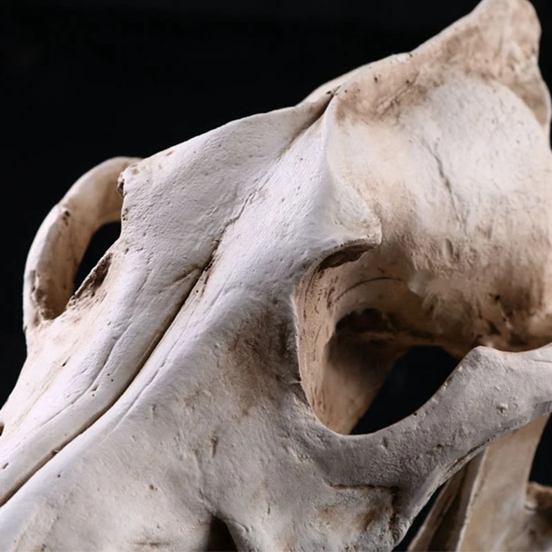 Креативный смоляный череп шакал Реплика обучающая модель скелета Волк череп Декор