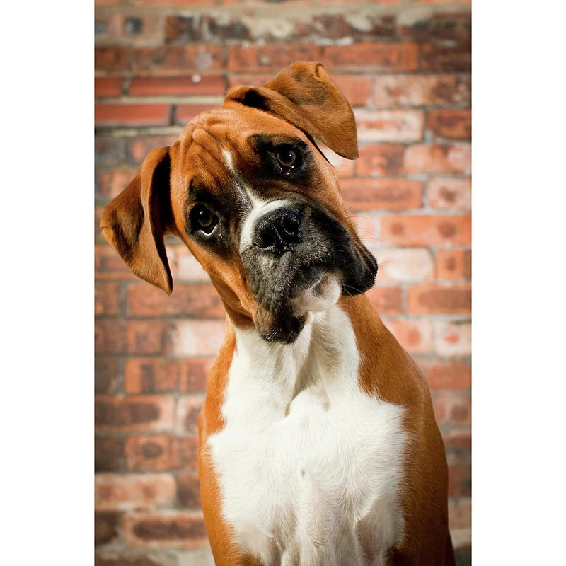 DIY Diamond Painting cute-dog Full Square Diamond Embroidery Cross Stitch Mosaic Home Decoration