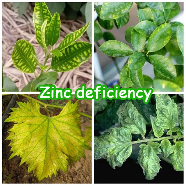 15 G Cink -Szulfát -Műtrágya Egy Nyomelem Növényi Élelmiszer -Kezelés Sárga Foltos Levelek Hidroponika Farm Zöldség - Image 4