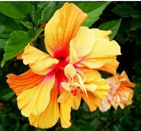 19 200 шт карликовые деревья гибискуса 24 цвета для выбора гибискуса ROSA-SINENSIS Цветочные растения для дома и сада - Цвет: 19
