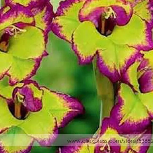 200 шт Gladiolus бонсай, Gladiolus цветник, 95% Проращивание, сделай сам Аэробные горшечные растения, редкий меч Лилия Флорес - Цвет: 12