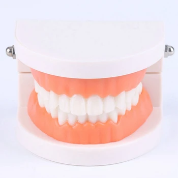 

Dental Child Teeth Teaching Model Adult Teeth Gums Standard Demonstration Tool For Kids Studying Oral Care