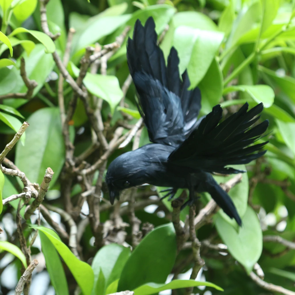Plastic Feather Flying Crow Decoy Birds Scarer Scarecrow Ornament Plastic Feather Flying Crow Decoy Birds Scarer Scarecrow Ornament