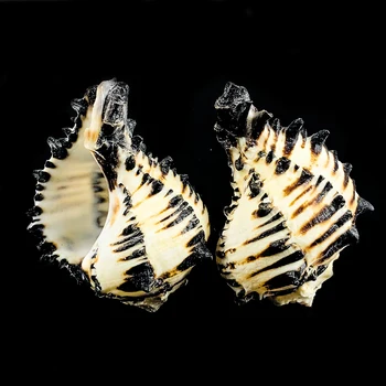 

8-12cm Natural Snail Shell US Black Murex Black Zebra Bone Specimen Conch Sea Shells Nautical Home Decor Aquarium Landscape
