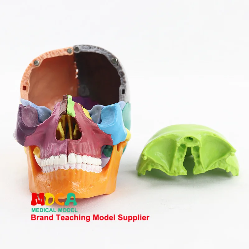 Медицина Сплит 15 частей 1: 2 человека Цвет Череп модель головы череп медицинского использования обучения Mtg015