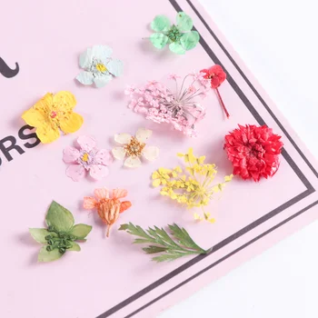 

Dried Flowers Nail Art Decoration Natural Dry Floral Leaf DIY Sticker Beauty Jewelry Tips Colorful Nail Gel Ornaments CHF05-10