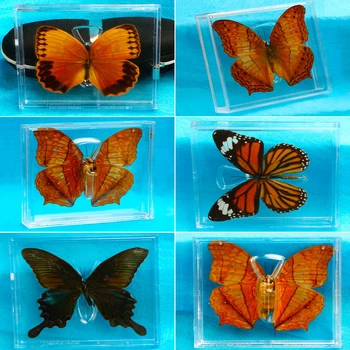 

1pcs Real butterfly specimen box decoration transparent box Wings Butterfly insect specimen picture frame student