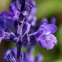 Натуральное здоровое эфирное масло шалфея 10 мл успокаивает нервы, помогает менопаузе, помогает зачатие и дезодорирование