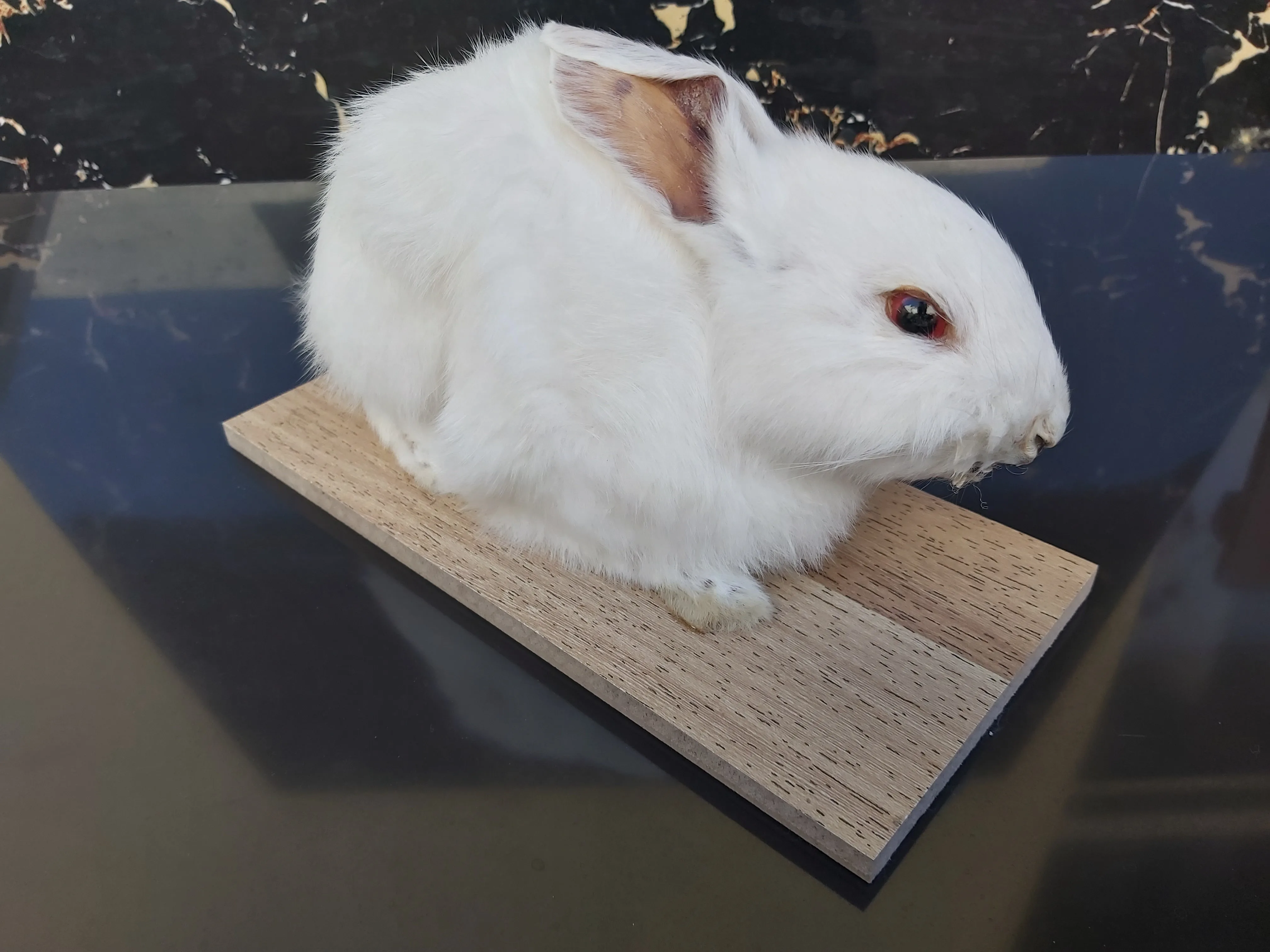 Милая странная вещь настоящий кролик taxidermy встраивание образец Кролик модель обучения нечетный