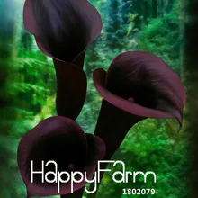 Ограничение по времени! 100 шт./лот красный край черный Калла растения бонсай для балкона в горшке растение для Патио Сад Калла Цветочные плантации,# 9Q6QGZ