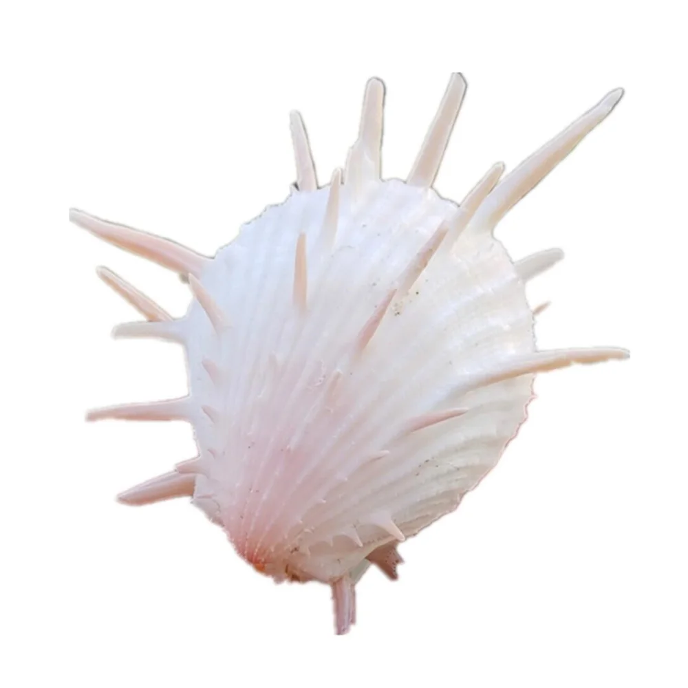 Natural Shell Ornaments Natural Conch Sea Shell Spondylus Shell 1pcs 8-9cm For Fish Tank Decoration Gift