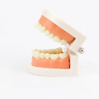 

Life Size Teeth Dental Teaching Model Children Oral Kindergarten Teaching Brushing Dental Materials Anatomy Model