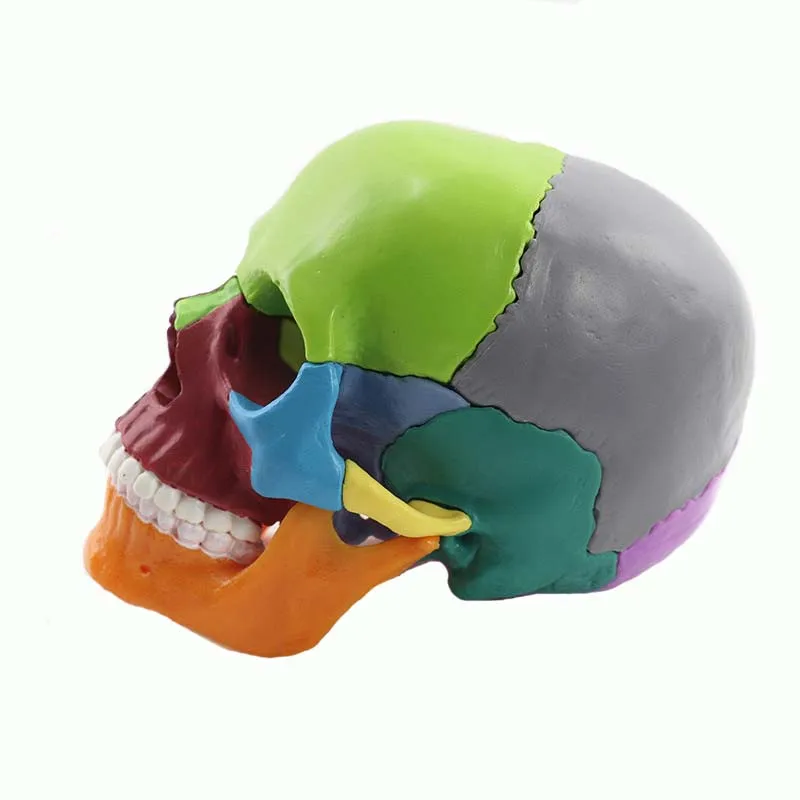 15 Parts Disassembled Medical Model 1:2 Human Head Skull Medical Science Teaching Resources