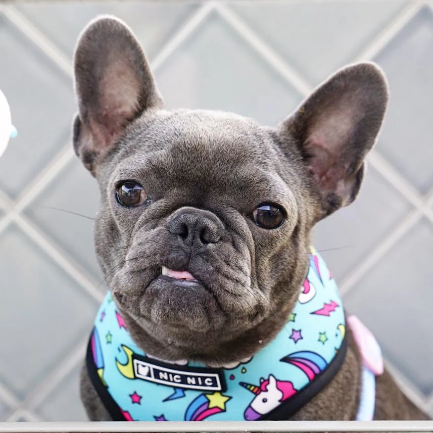 Французский бульдог жгут напечатанный Английский Frenchie Реверсивный щенок