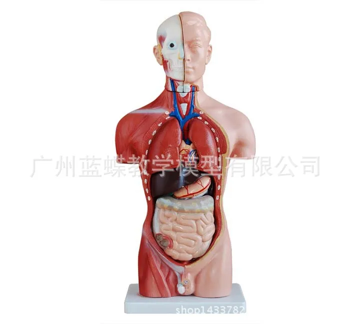 Mannequin 26CM Trunk Human Visceral Anatomical Model Medical Use Teaching Aids Bone Children'S Educational Toy