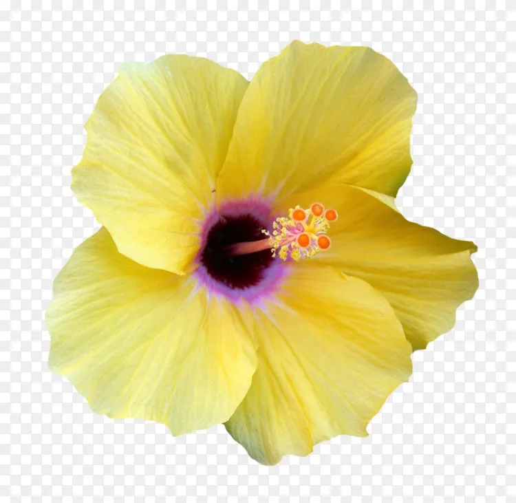 铁杉花瓣黄芙蓉花粉 花png图片素材免费下载 图片编号 Png素材网