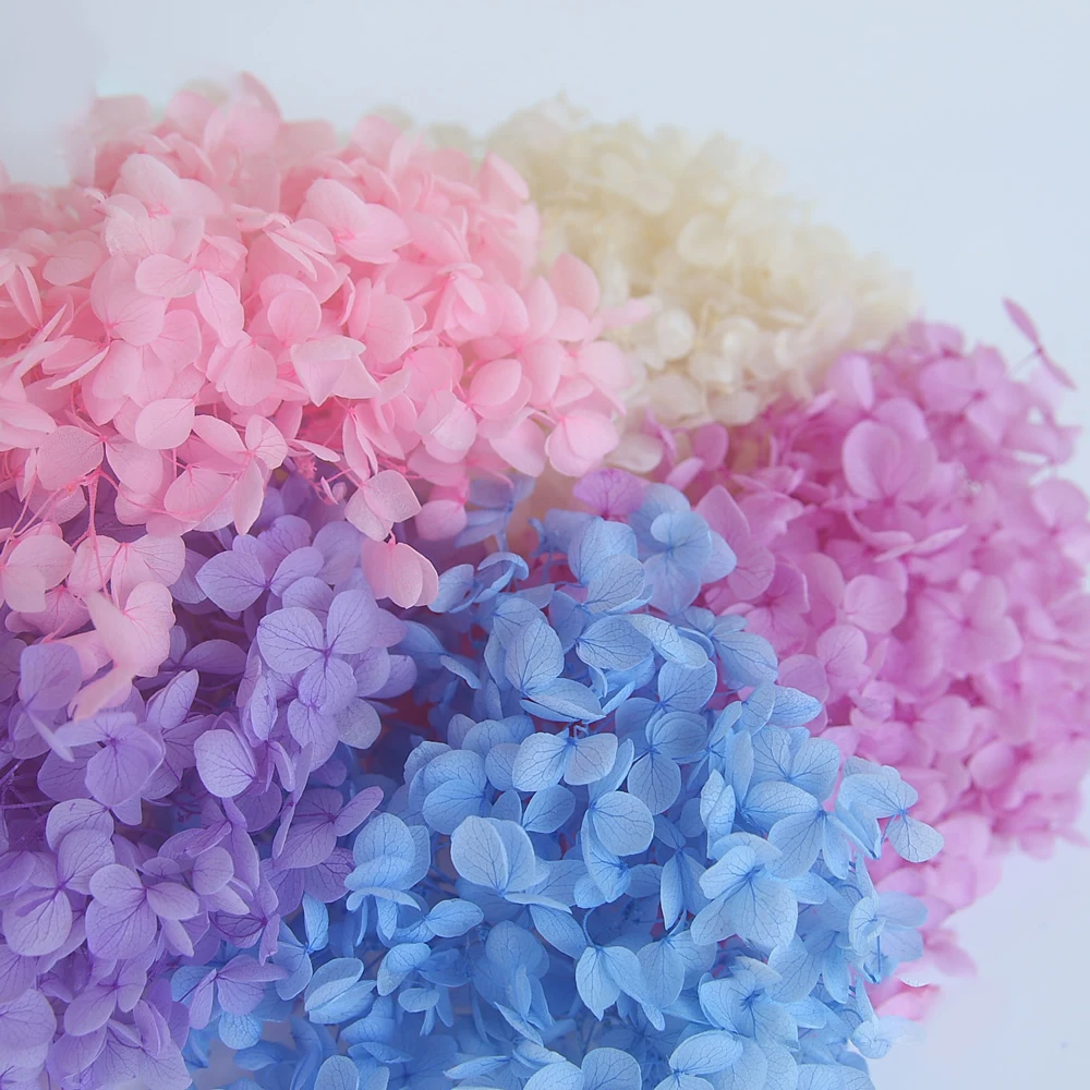 

19-20g/Lot Natural Fresh Preserved Flowers Dried Hydrangea Flower Head For DIY Real Eternal Life Flowers Wedding Decor Material