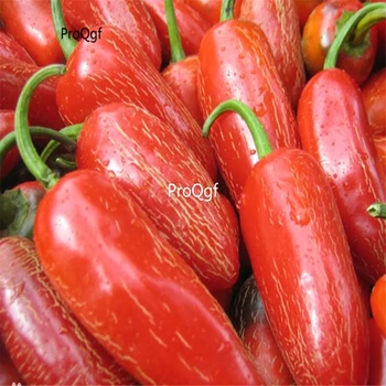 

Ngryise 3000pcs mexico red Capsicum annuum