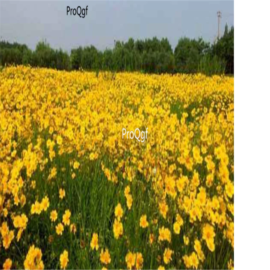 Prodgf 3000 шт Coreopsis basalis