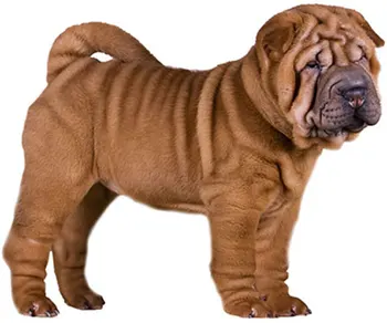 

Tuzik dinghy racing overalls Sharpei dog warm