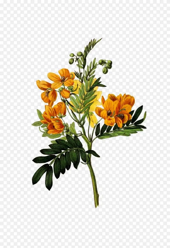 植物学插图柯蒂斯的植物学杂志植物版画 花png图片素材免费下载 图片编号 Png素材网