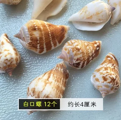 09 Shell ремесло ручной работы DIY Украшение аквариума для натурального небольшого Конча дрейфующий бутылка