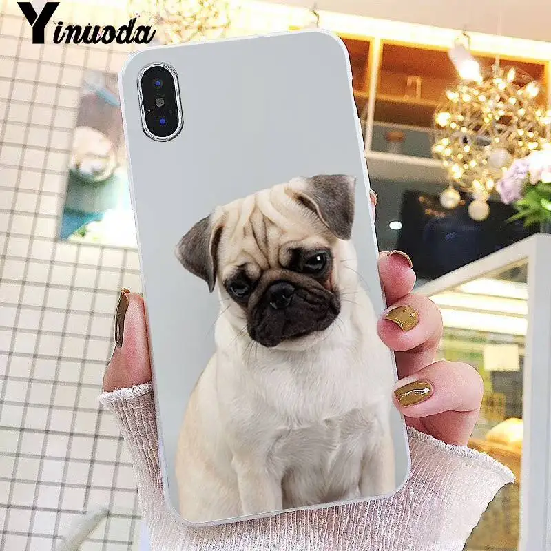 Animal Cute Pug Dog