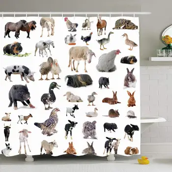 

Shower Curtain Set with Hooks 72x78 Horse Cow Goat Chicken Duck Farm Isolated Animals Front Studio Rooster Mammal Goose White