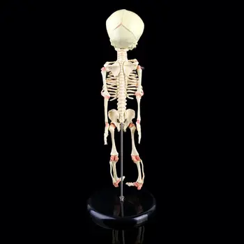 

Single Head Baby Skull Human Research Model Skeleton Anatomical Brain Anatomy