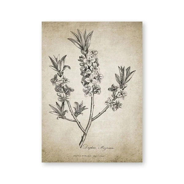 Set Di 4 Quadri Botanici Con Piante Di Eucalipto, Tela Incorniciata 20x25 Cm, Stile Boho Per Soggiorno