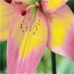 13 Ngryise 20 шт набор Lilium brownii Lily - Цвет: 13