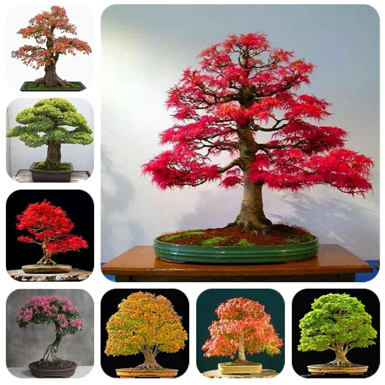 

Hot Sale! 10 pcs Maple tree Bonsa, bonsai blue maple tree japanese maple Bonsa, plants for home garden and Balcony, Easy to Grow