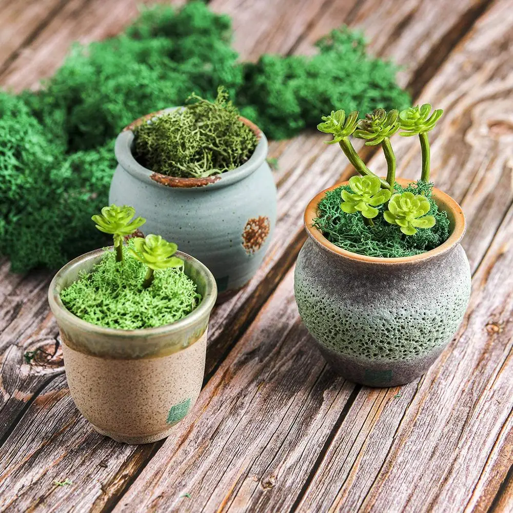 10 г декоративные Мохи сухие сохраненные моховые растения DIY для создания
