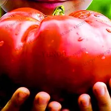 Лидер продаж! 100 шт./пакет гигантский помидор растения, редкие бифштекс помидоры floresling DIY Овощной бонсай растения для дома и сада,# OZJ