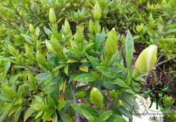 

Gardenia Jasminoides Cape Jessamine Cape Jasmine Shan-Zhizi