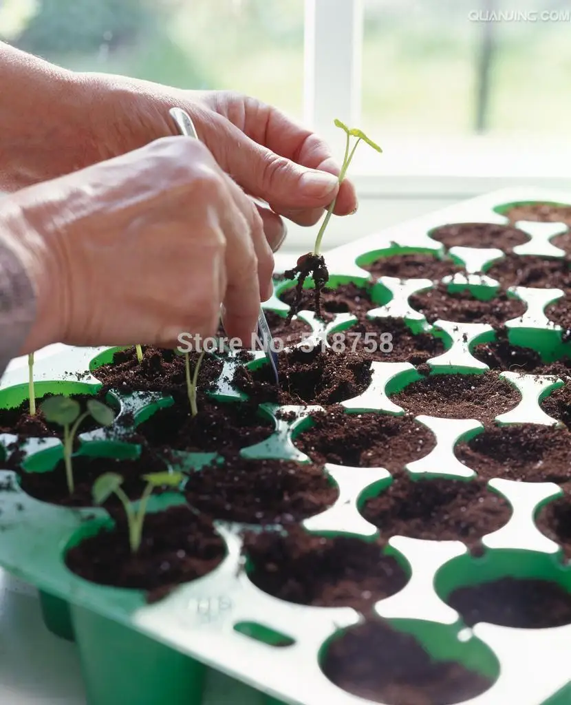 Натуральная! 10 шт свежий красочный тропеол majus Nasturtium OoEasy PSe-edsing flower Oo(15-F0021