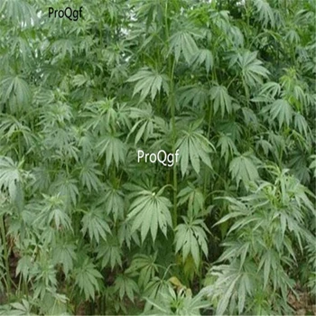 

Ngryise 2000Pcs a set Newest Female S-e-e-d